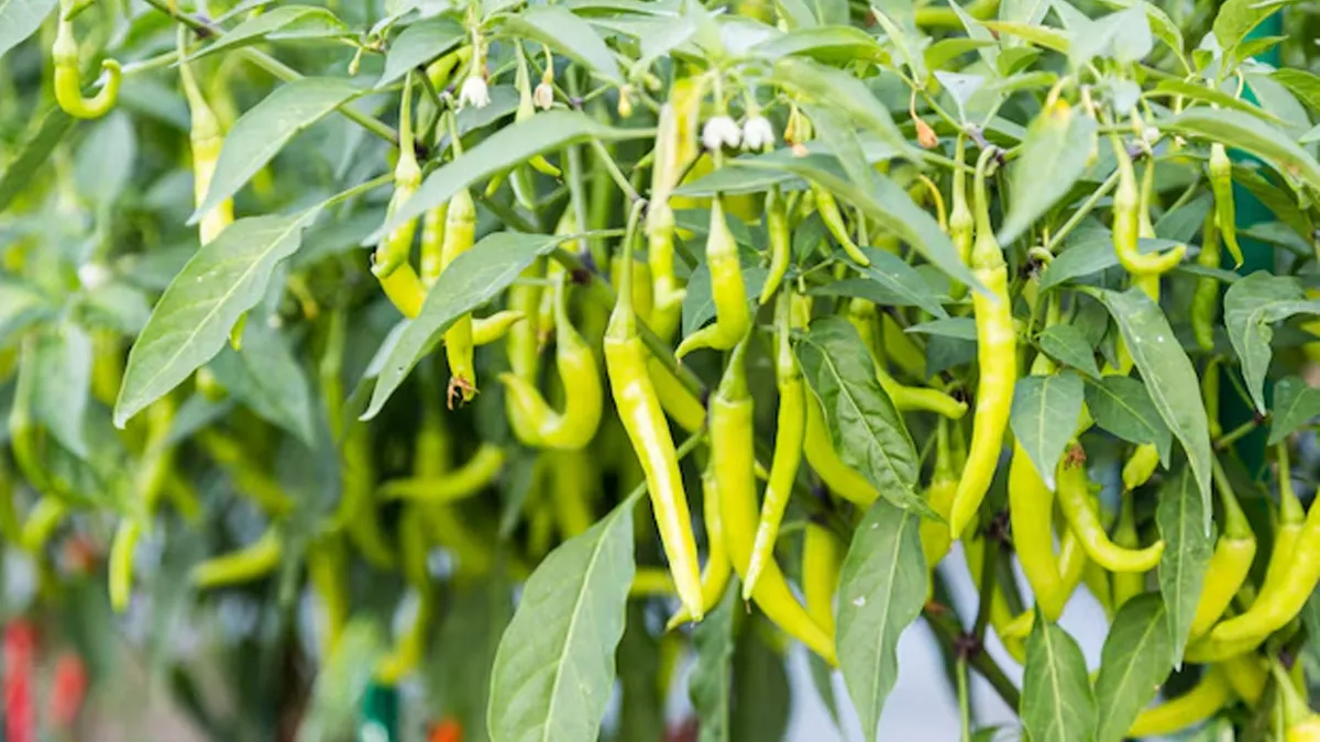 chili plant care