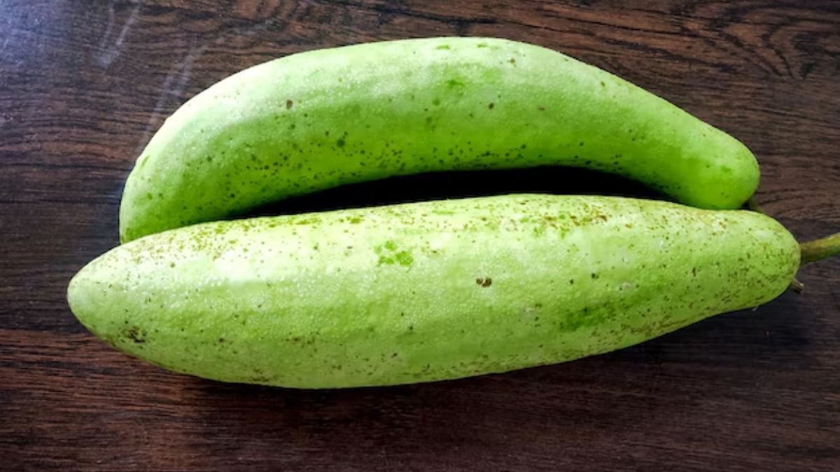 how to identify hybrid lauki (2)