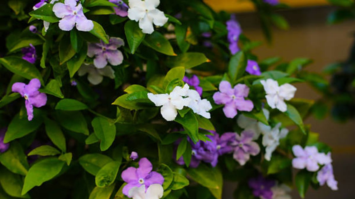 yesterday today and tomorrow plant (1)