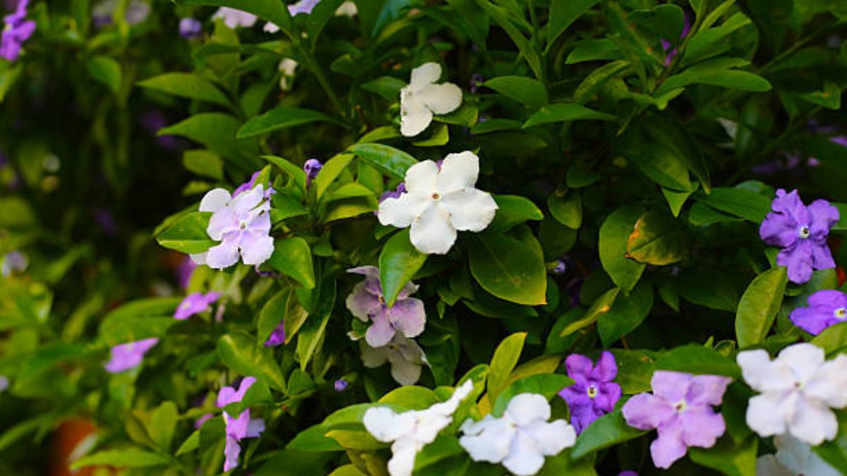 yesterday today and tomorrow plant (2)