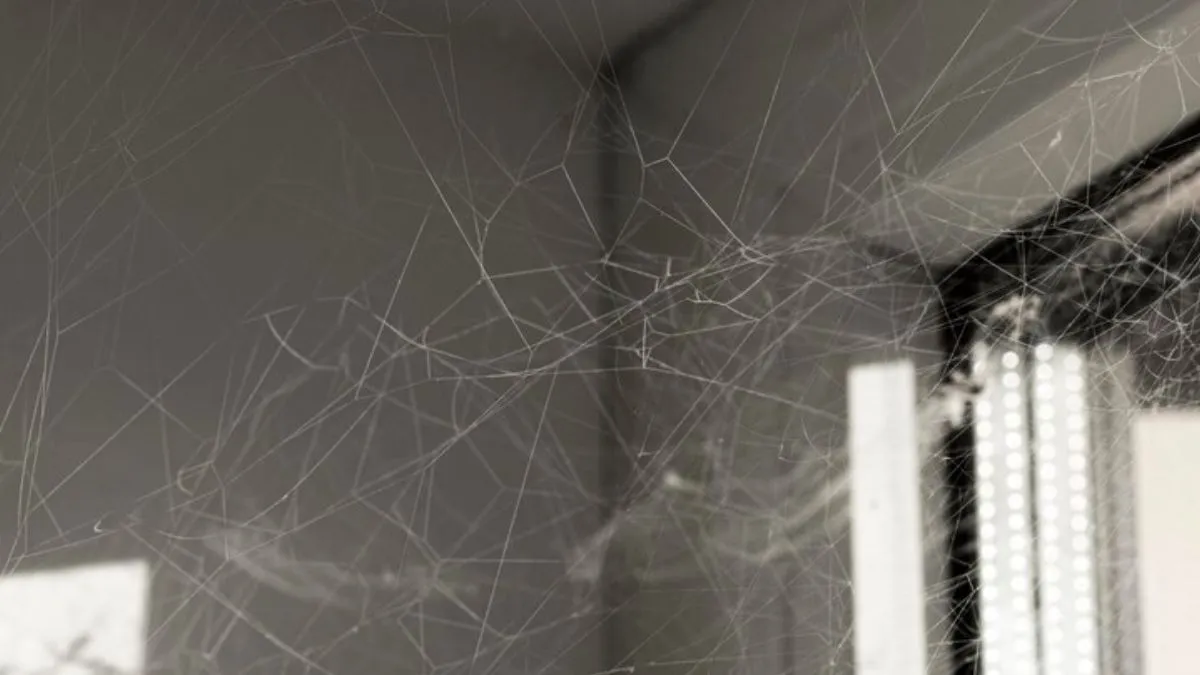 easy hacks to remove spider webs from your kitchen