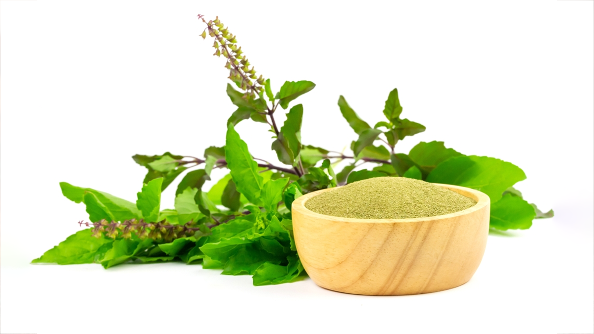 ayurvedic uses of tulsi