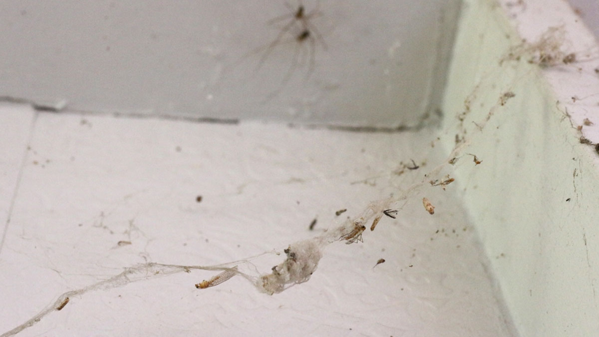 clean kitchen without making mess
