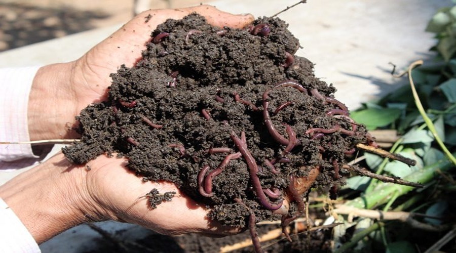 vermicompost banane ka tarika
