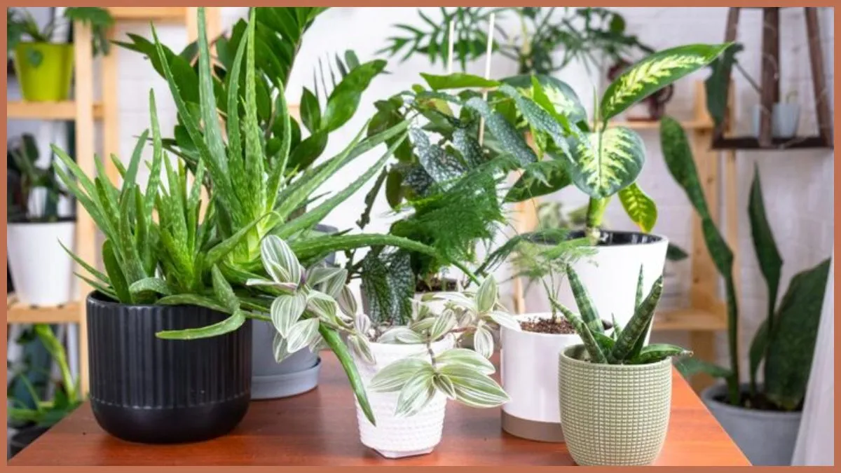 indoor plants to lower room temperature