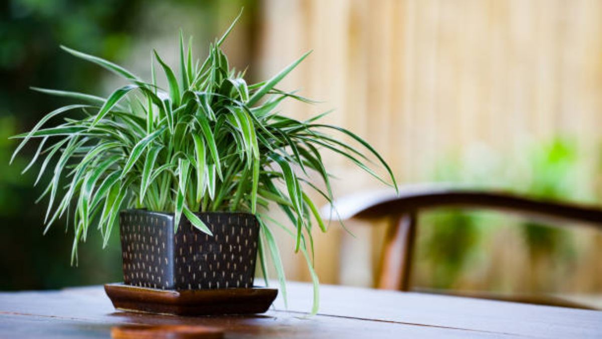 indoor plants to lower room temperature (1)
