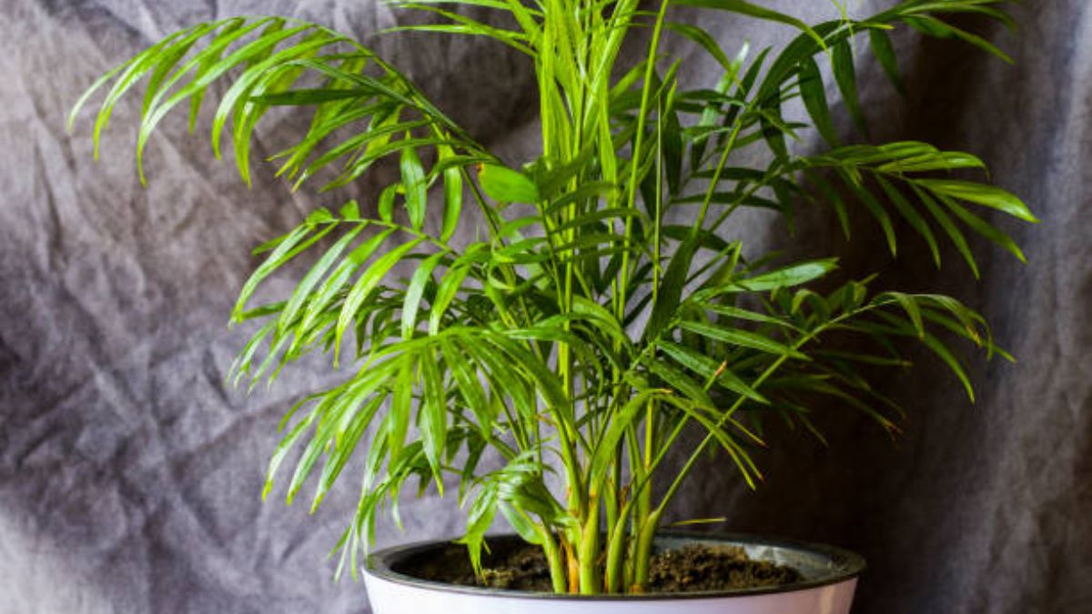 indoor plants to lower room temperature (2)
