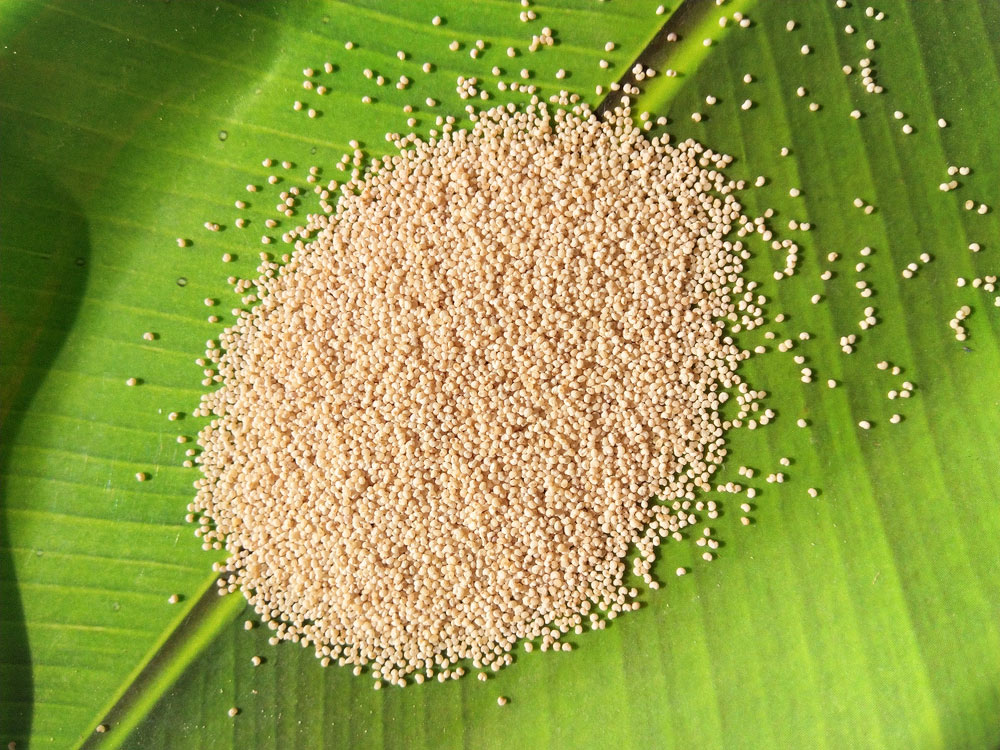 khas khas for better sleep