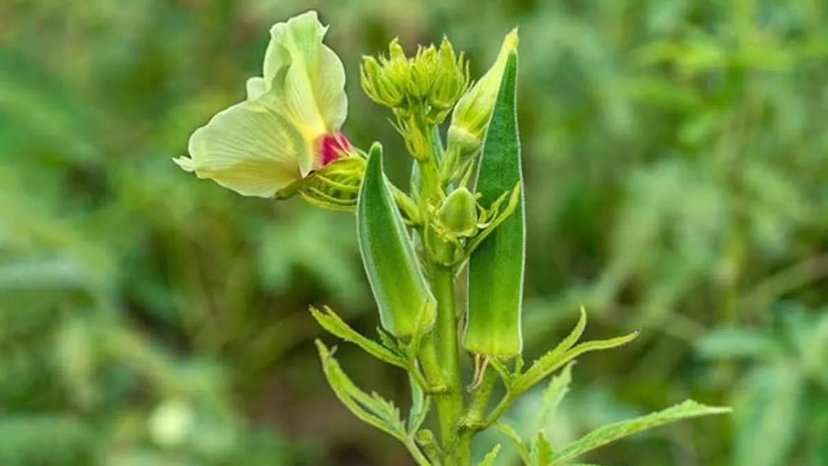Home vegetable gardening