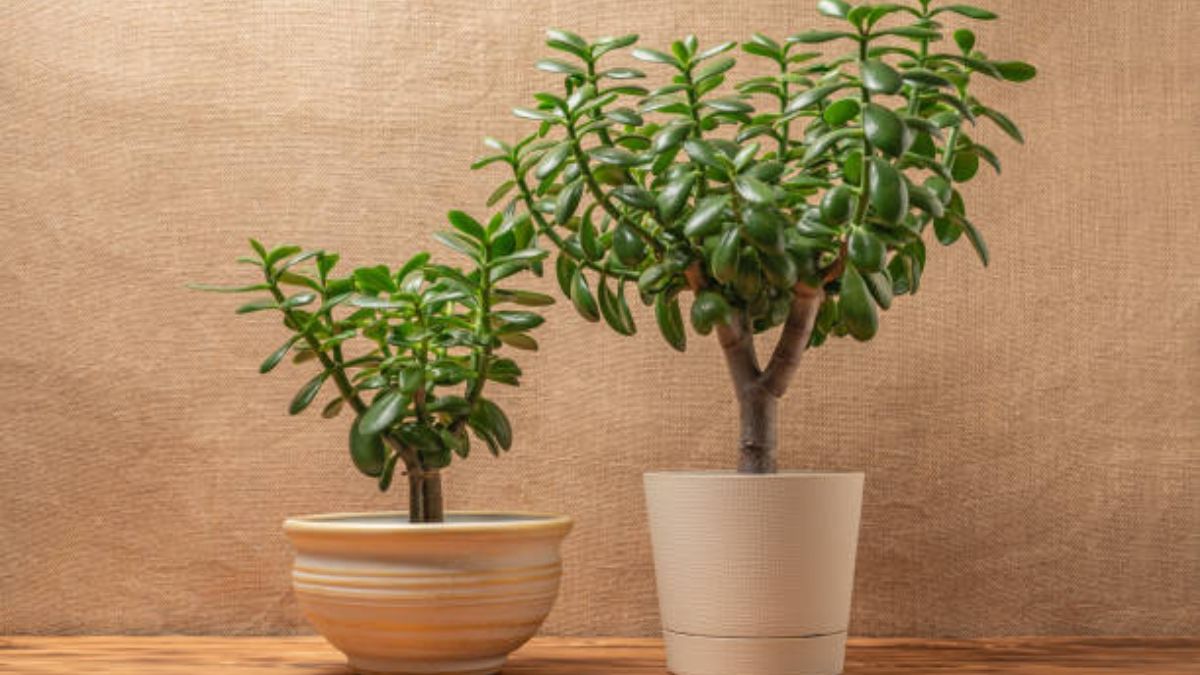 jade plant bonsai making tips (3)