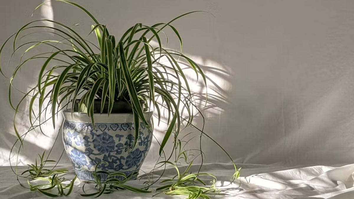spider plant