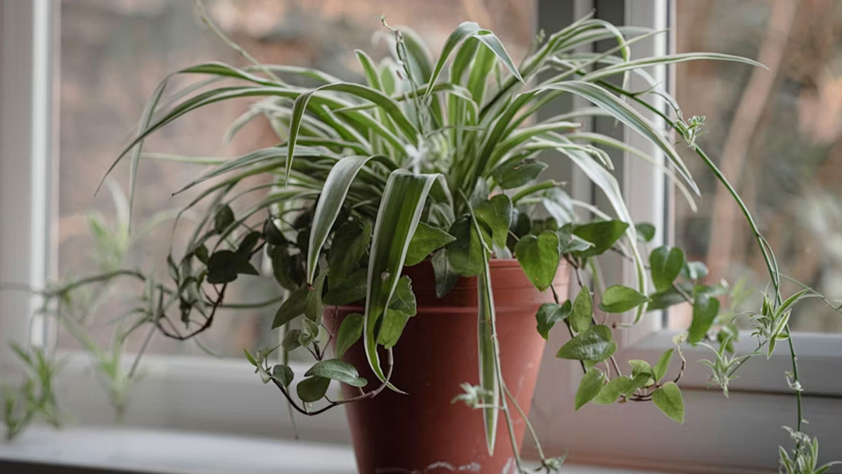 spider plant care tips