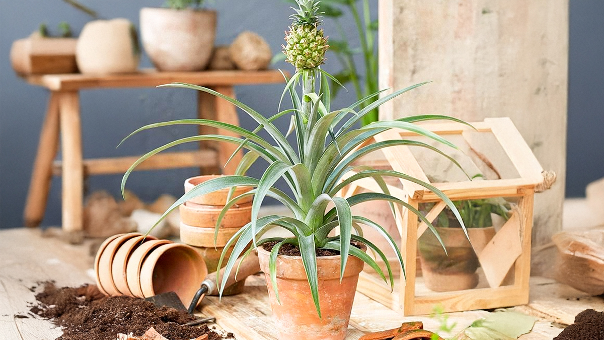 Gardening Hacks: अरे रुकिए! मत फेंकिए अनानास का क्राउन, गमले में ऐसे उगाएं पाइनएप्पल