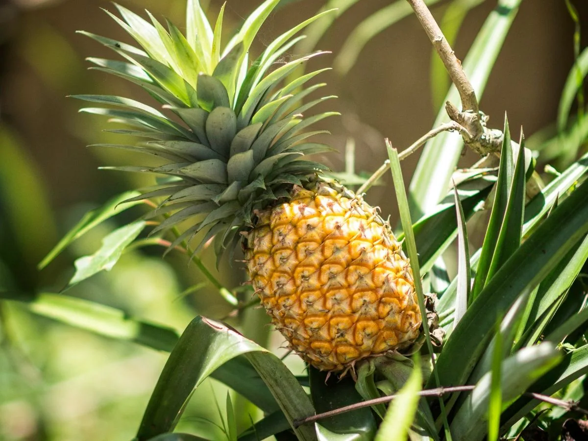 How to grow pineapple plant at home