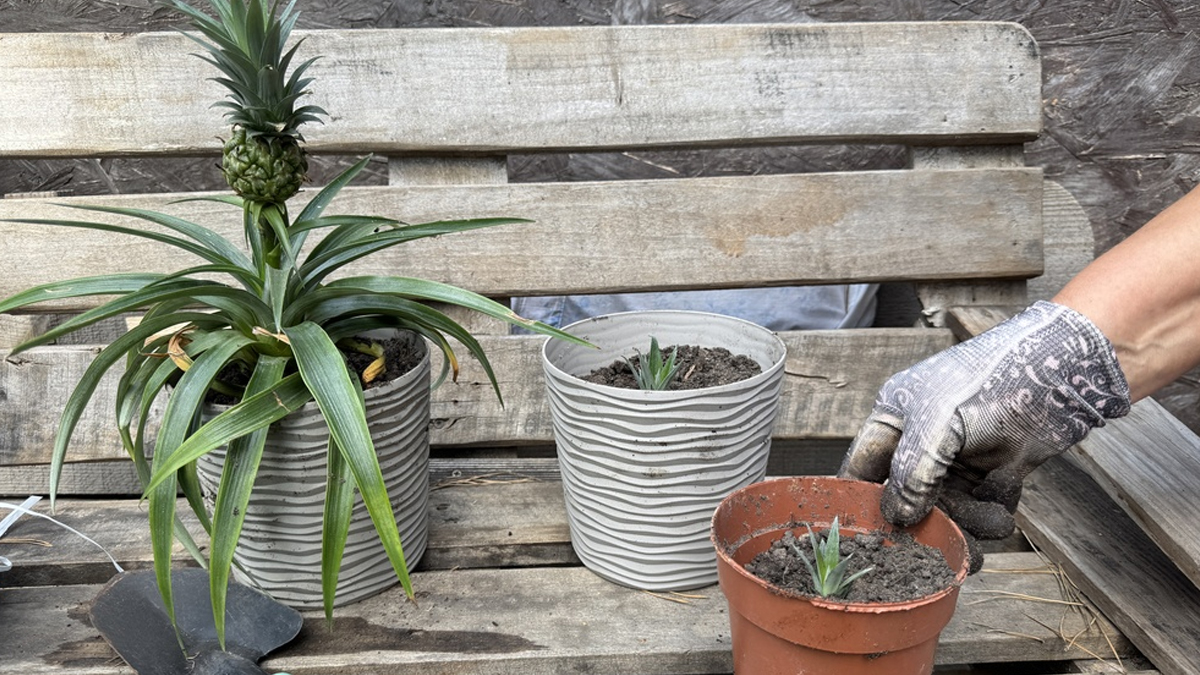 pine apple plant growing tips