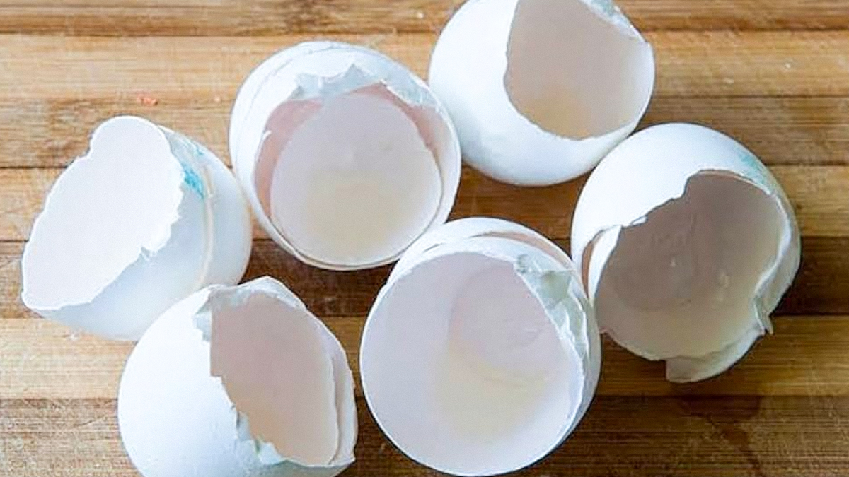 Reuse Ideas: कूड़ा समझकर फेंक देती हैं अंडे का छिलका, ये 6 इस्तेमाल कर देंगे मुश्किल काम आसान