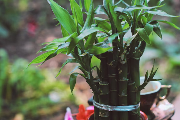 how to care for lucky bamboo plant