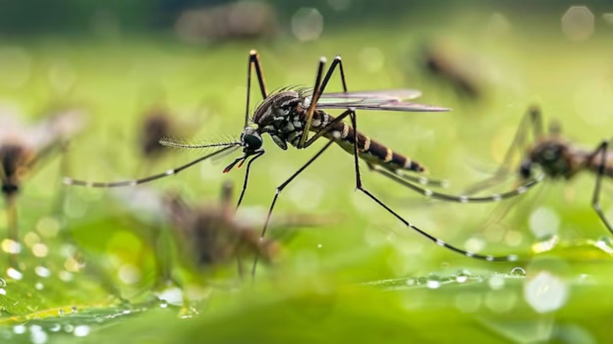 how to get rid of mosquito naturally (1)