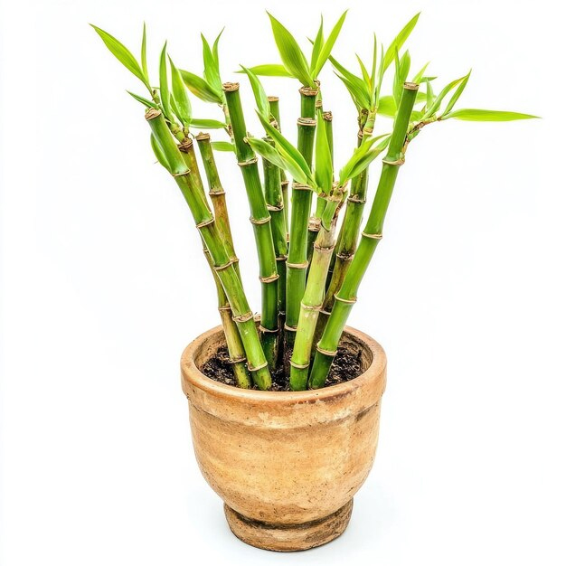 jade plant care tips