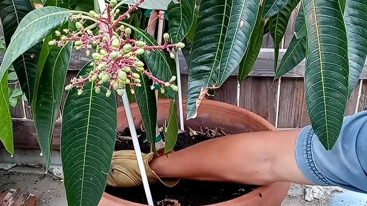 best-homemade-fertilizer-for-mango-tree-during-flowering-season-1738389504711