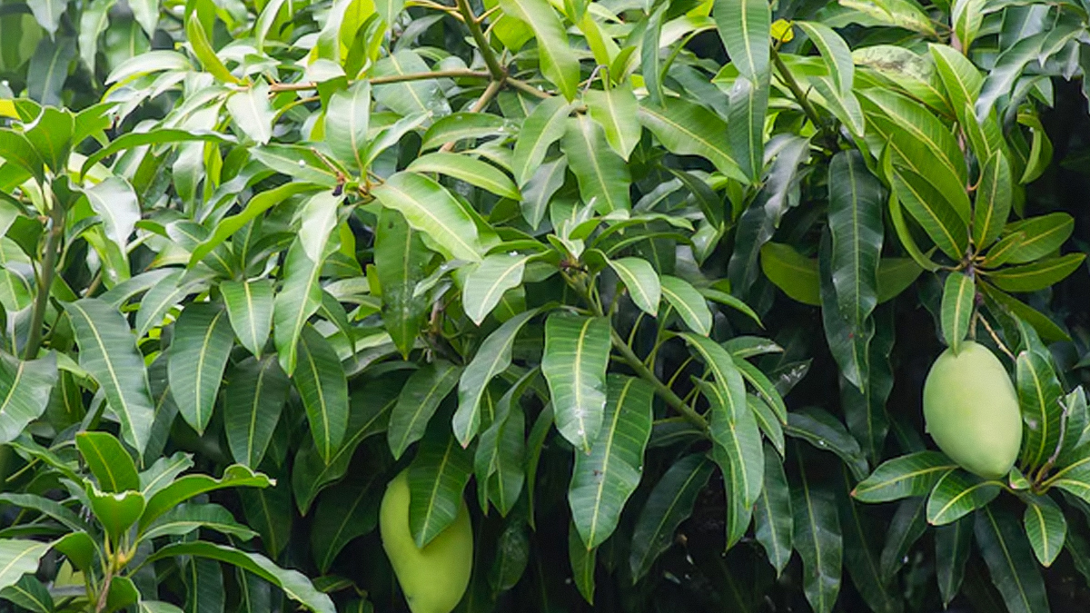 how to protect mango plant