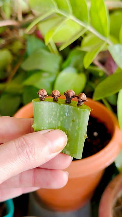 aloe vera hack to grow cloves plant