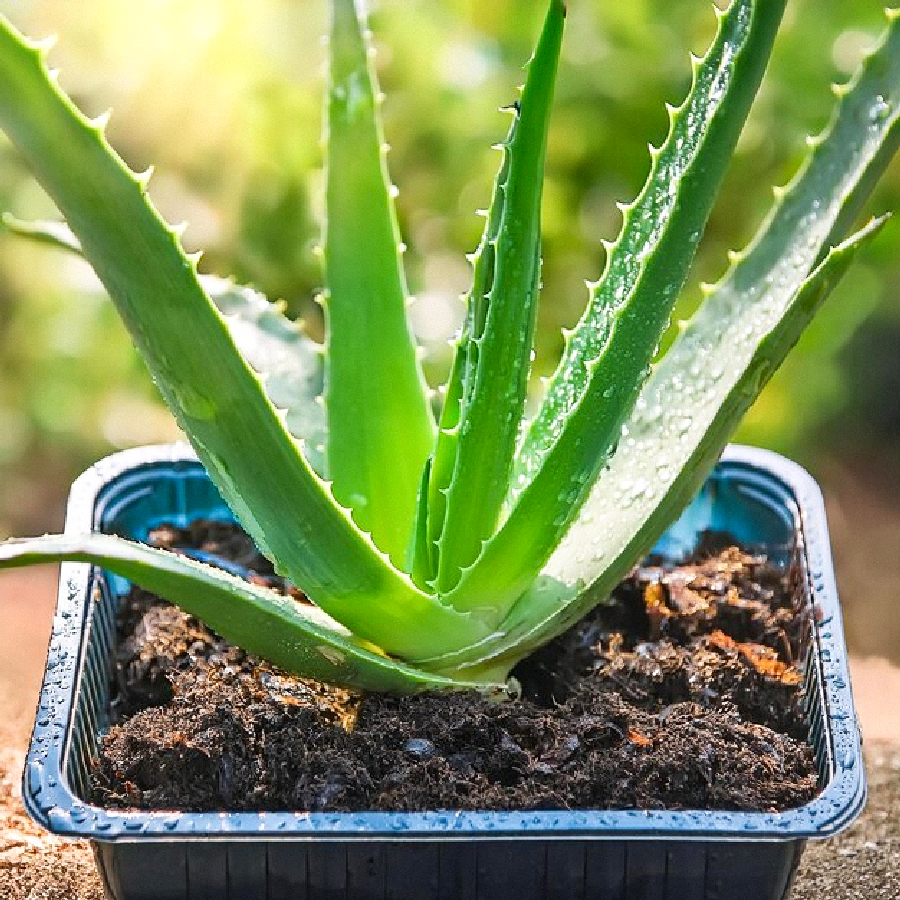 easy way to grow laung plant at home