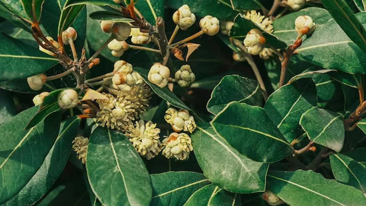 how-to-plant-laung-ka-paudha-1736933588338