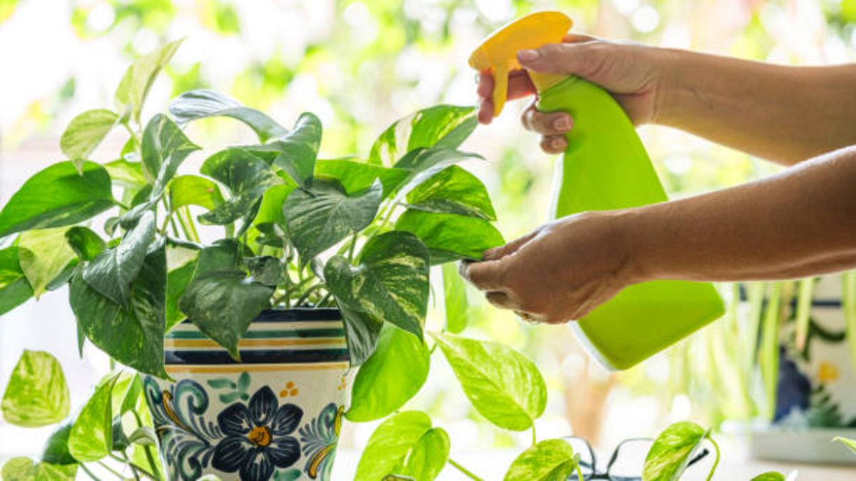 money plant growing tips (1)