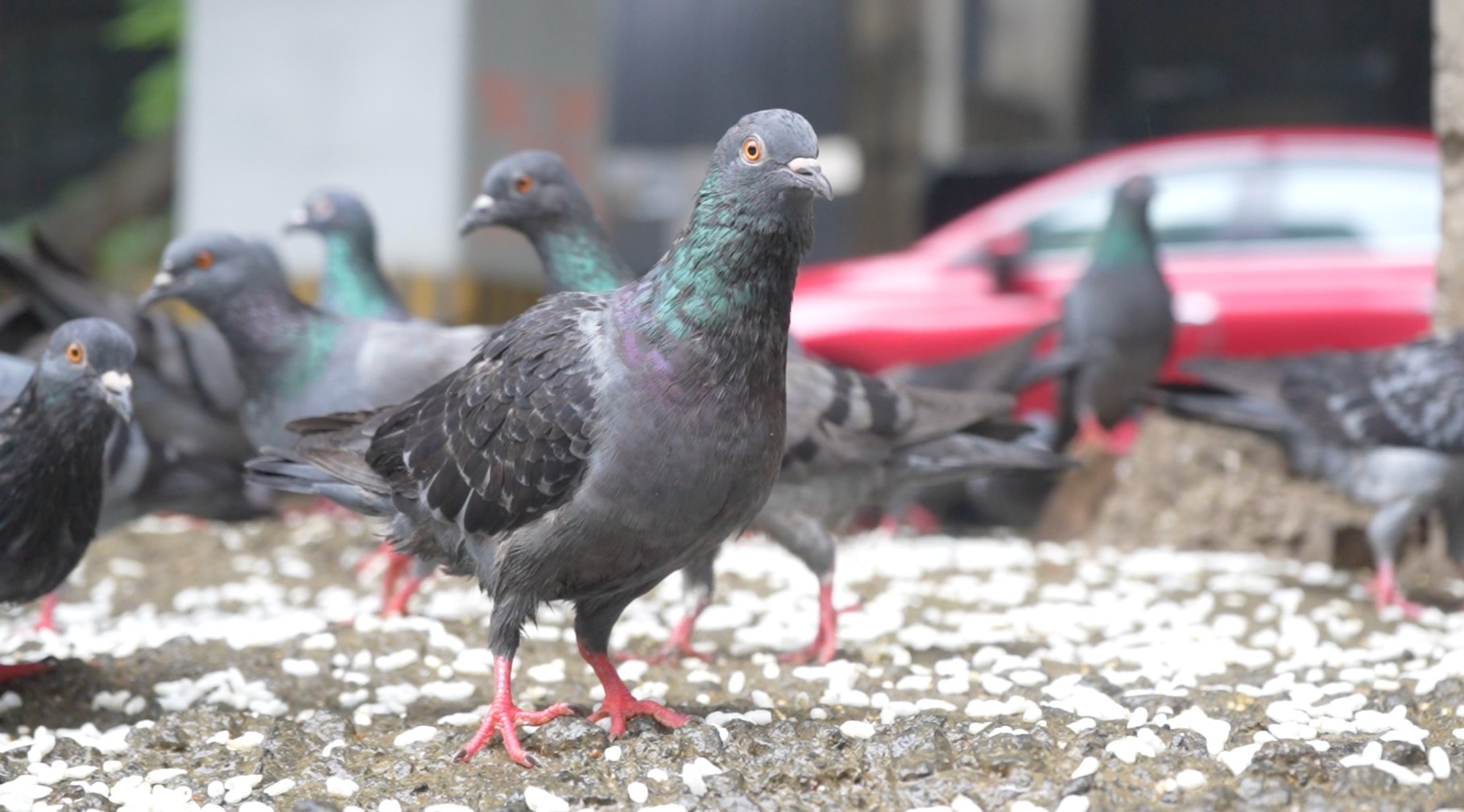 how to drive away pigeon from balcony