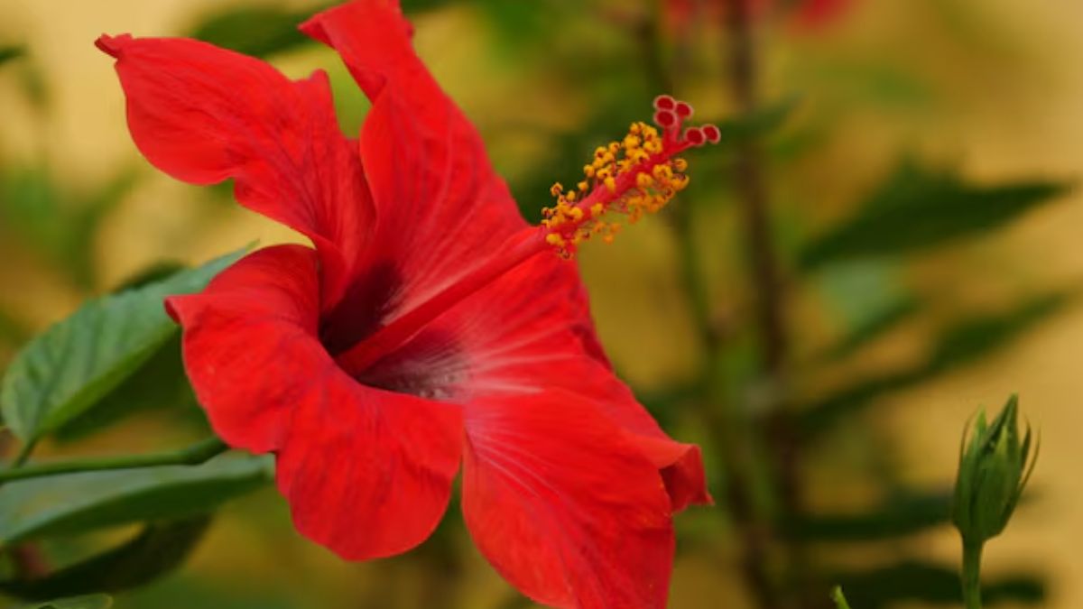 how to get burgundy hair colour naturally (2)