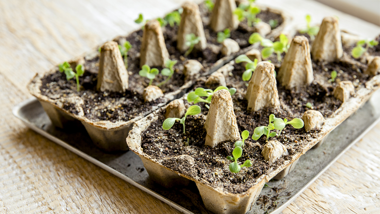 howto grow seed in egg tray