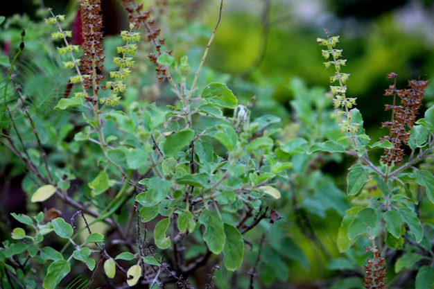 gangajal in tulsi plant