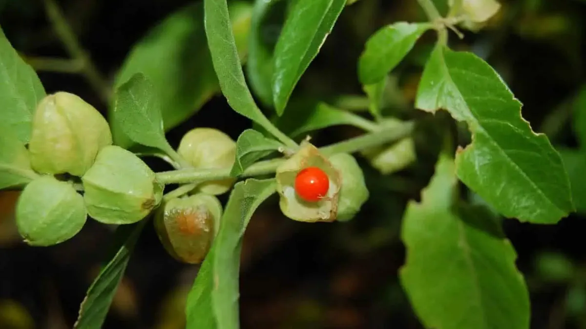 FSSAI warning on ashwagandha leaves