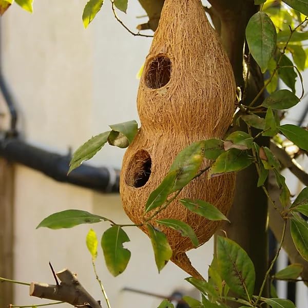 coconut Shell hanging Bird House Design