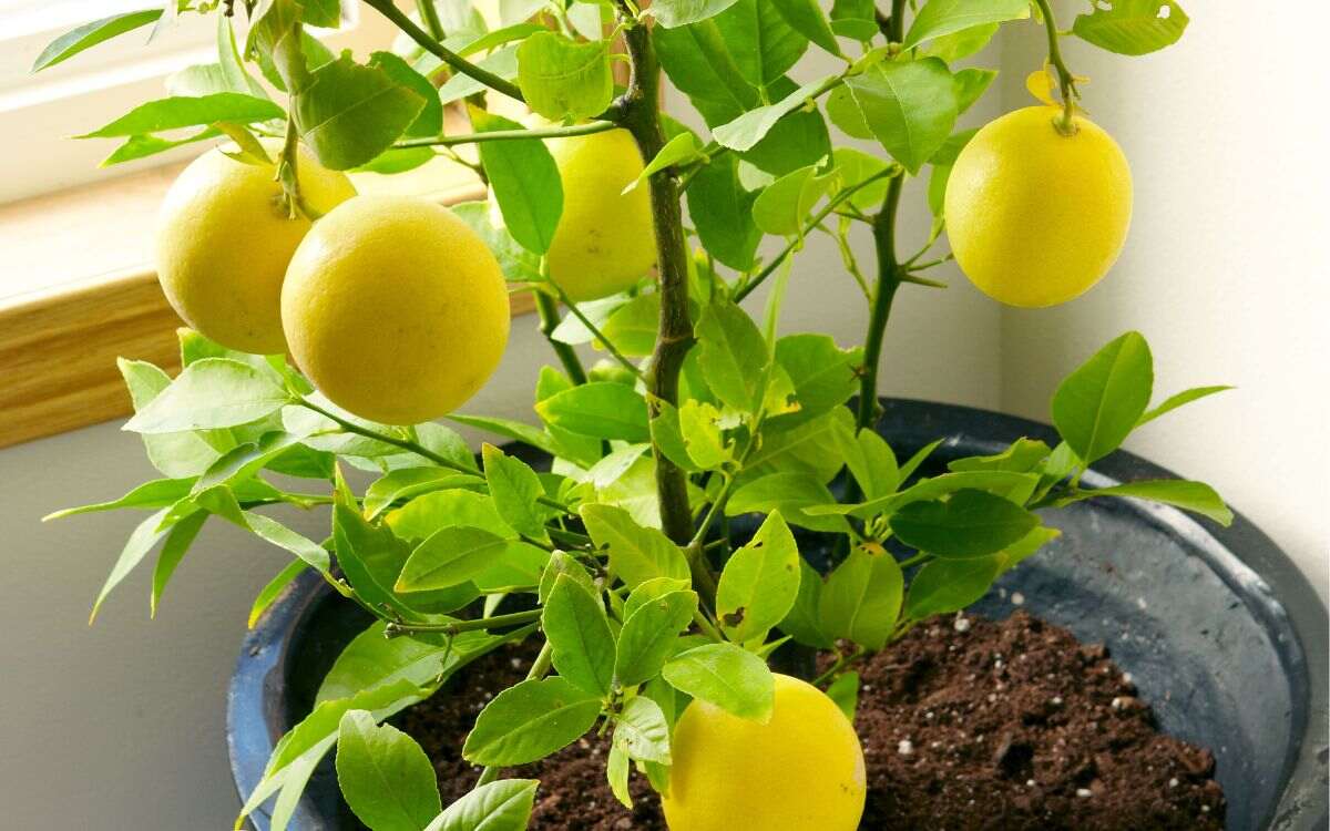 Lemon-plant-in-garden-home