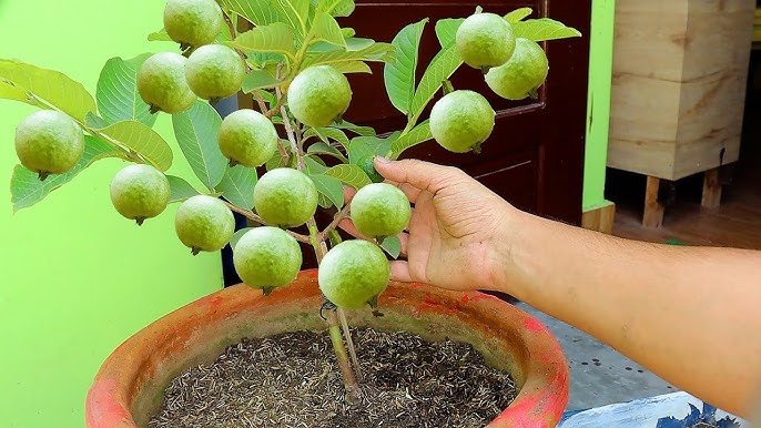 how to grow amrud plant