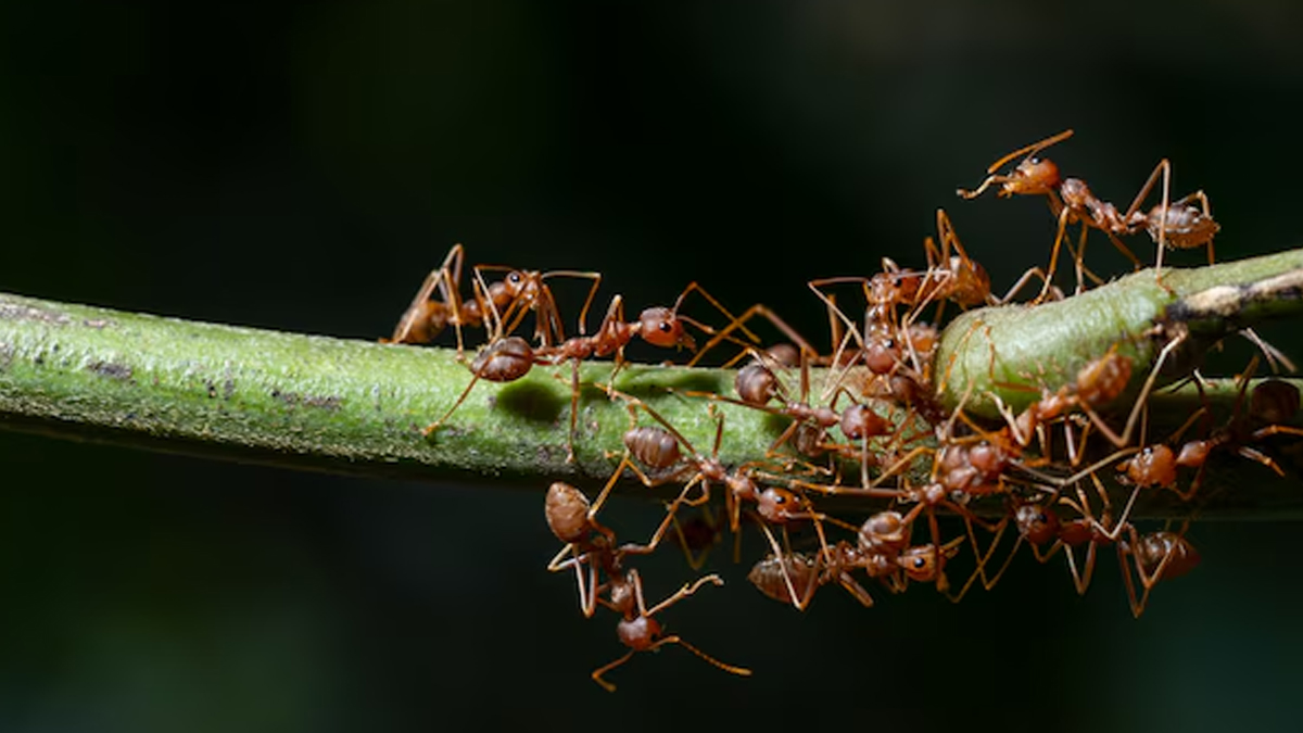 ants in tulsi plan