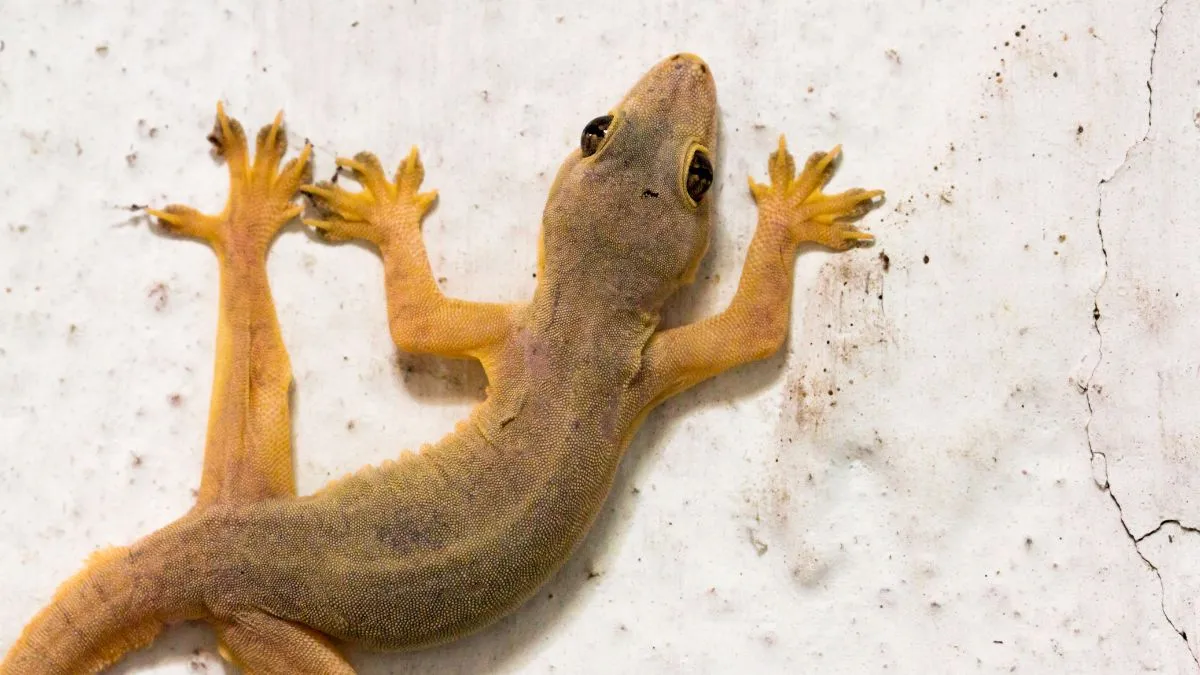 get rid of lizards in kitchen