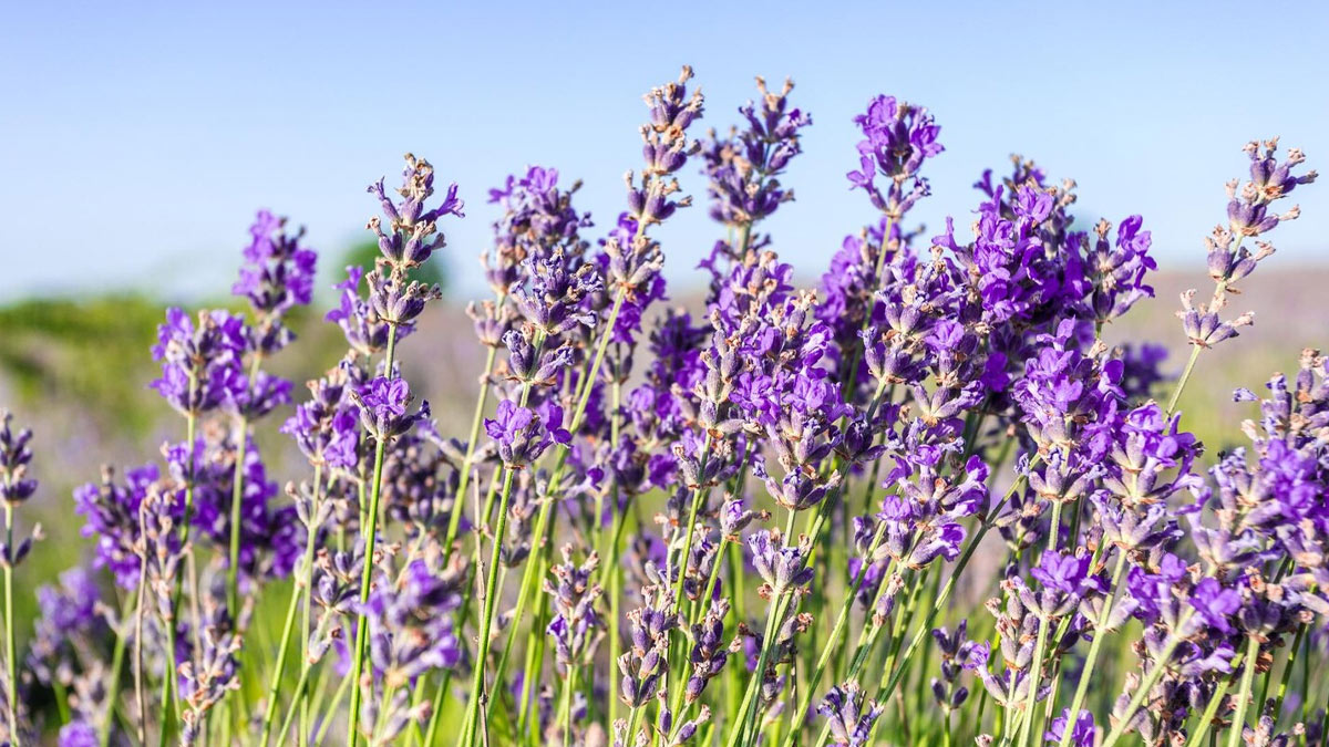 lavender plant