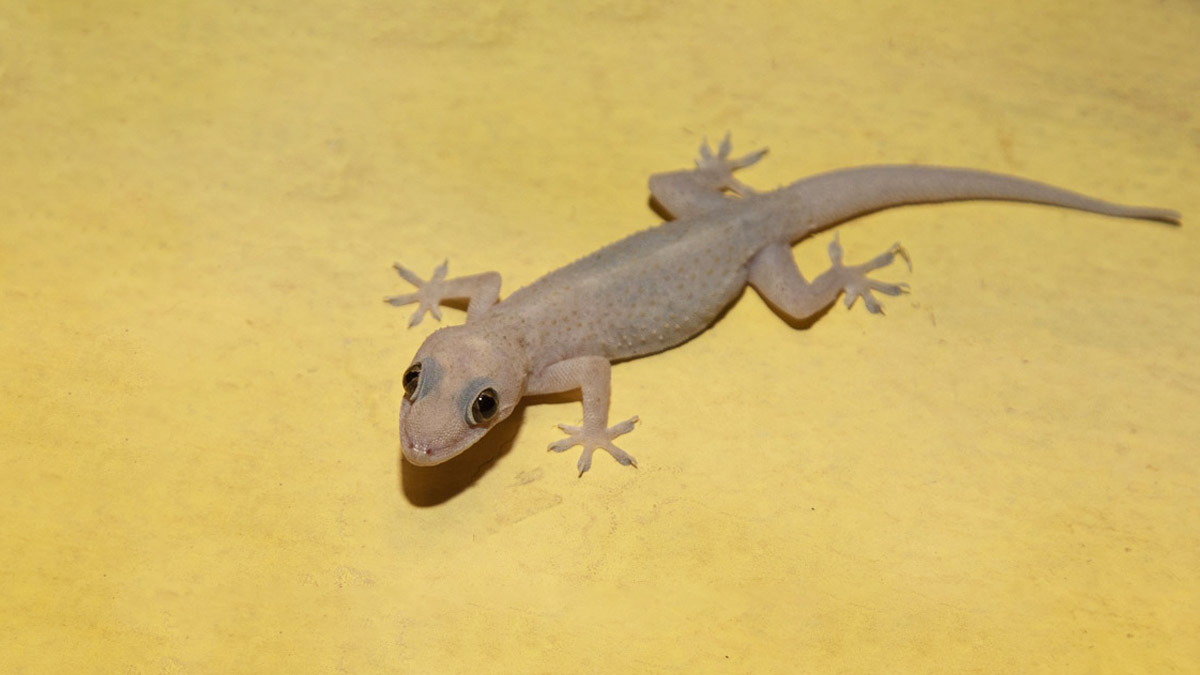 lizard repellent