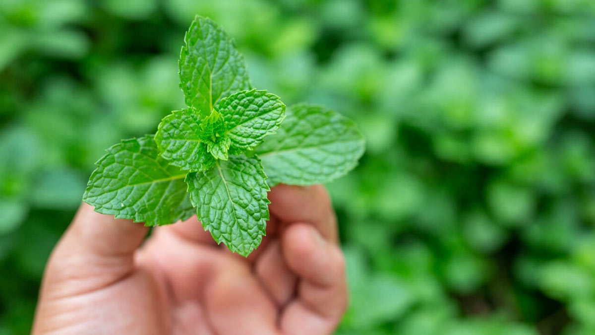 pepermint plant for rats