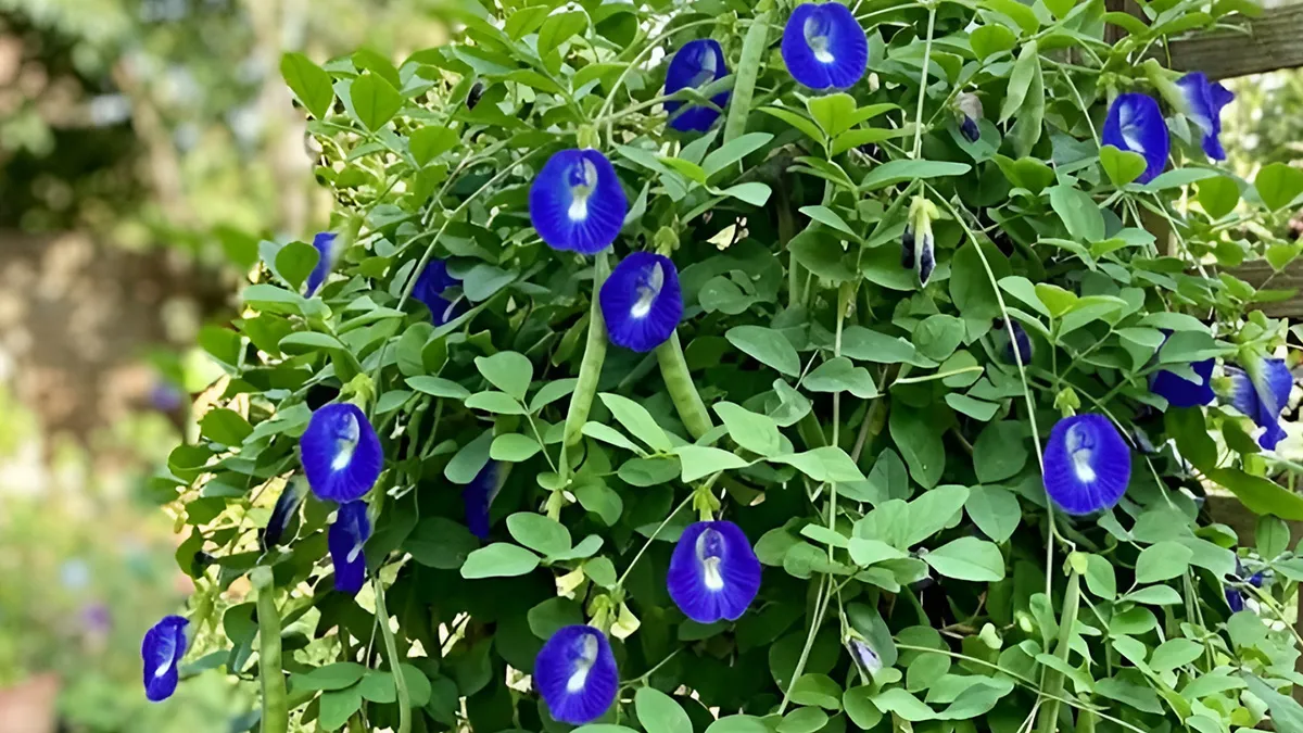 How to increase flowering in plants naturally