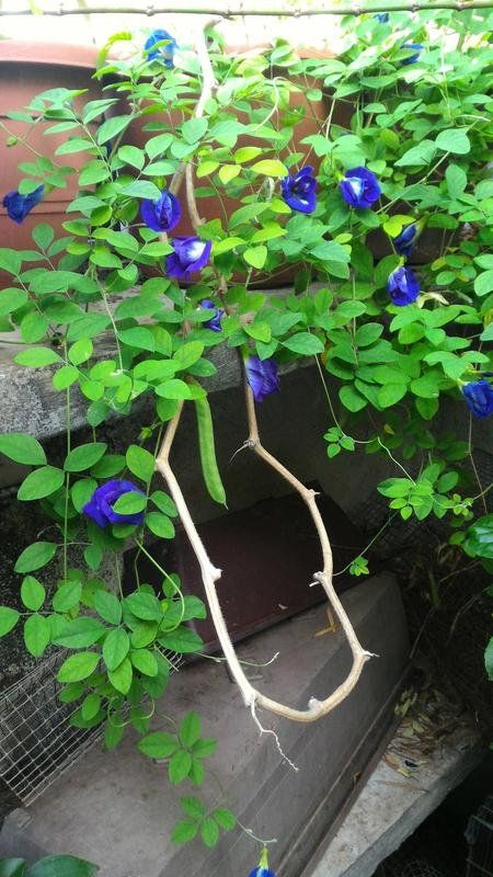 Why is my Aparajita not flowering hacks