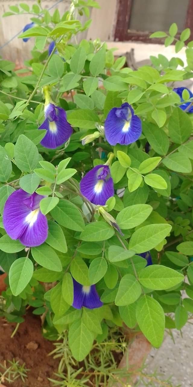 easy tricks to increase flowering aprajita
