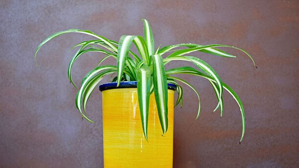spider plant