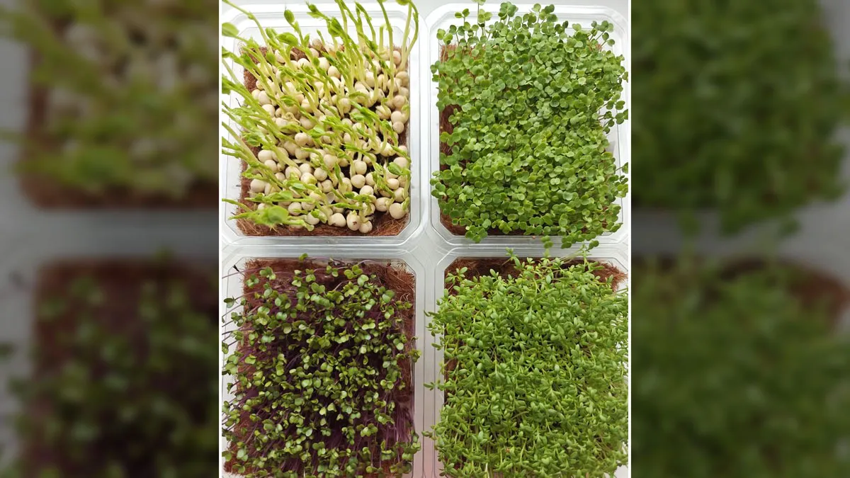 MIcrogreen Growing Tips