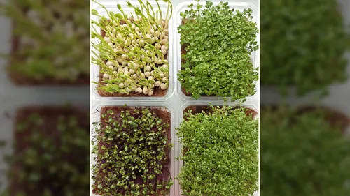 MIcrogreen Growing Tips