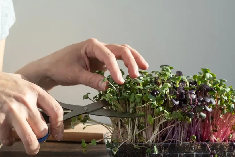 how to cut microgreen grains