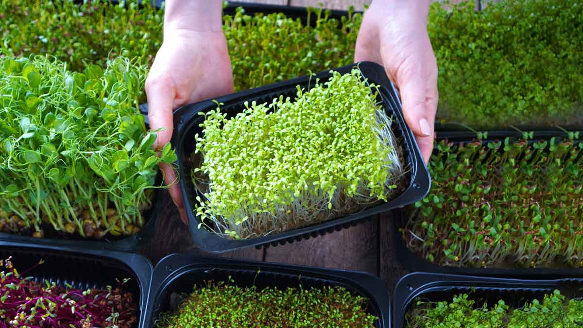 know-how-to-grow-microgreens-without-soil
